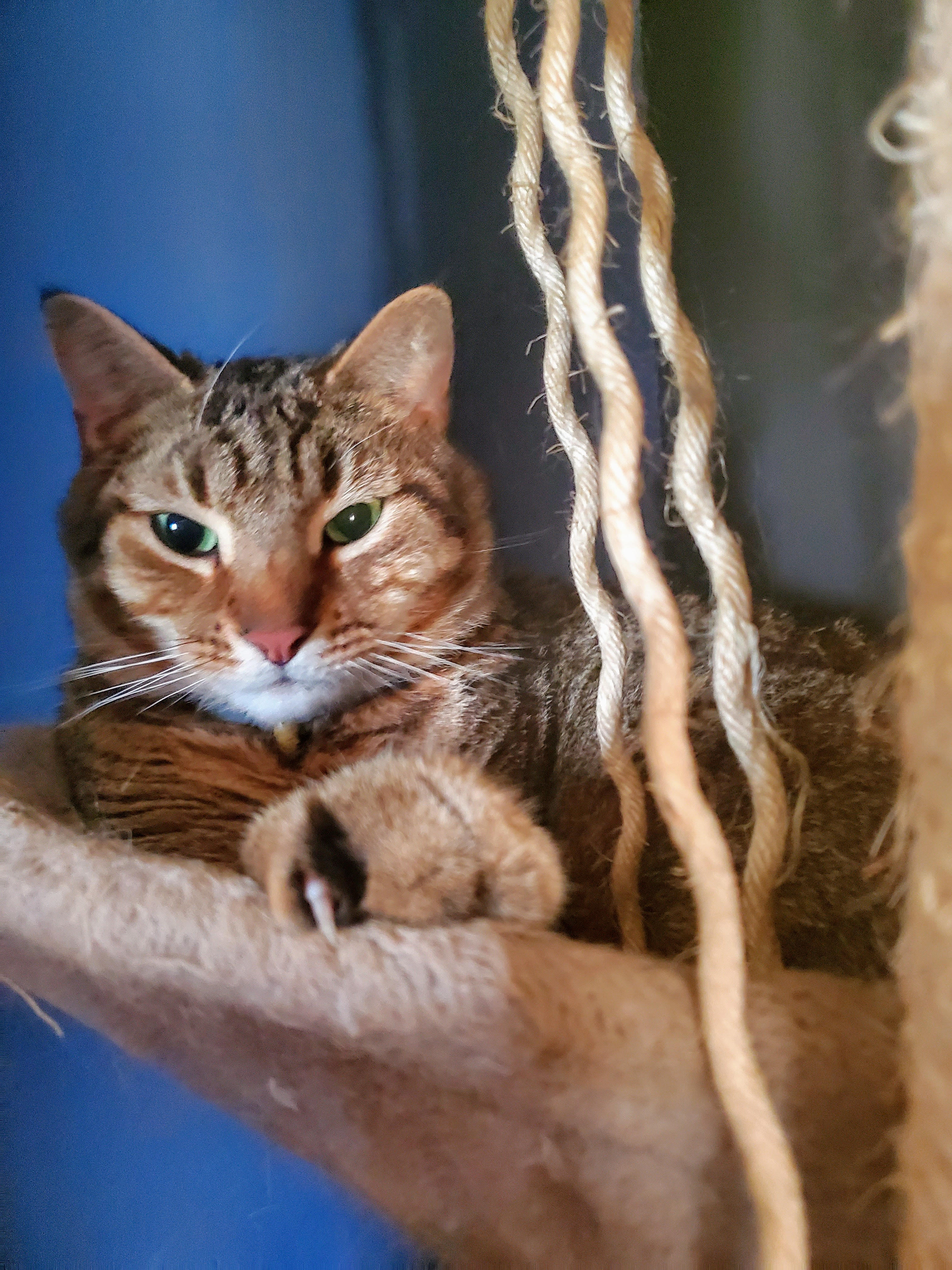 The Real Cheshire Cat – Anitha Rao-Robinson