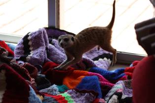 12 Baloo, the meerkat from Solidearth 1