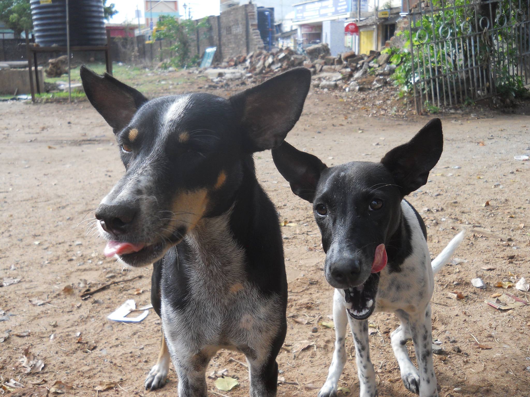 11169249_608344139307192_2501242407984138684_o