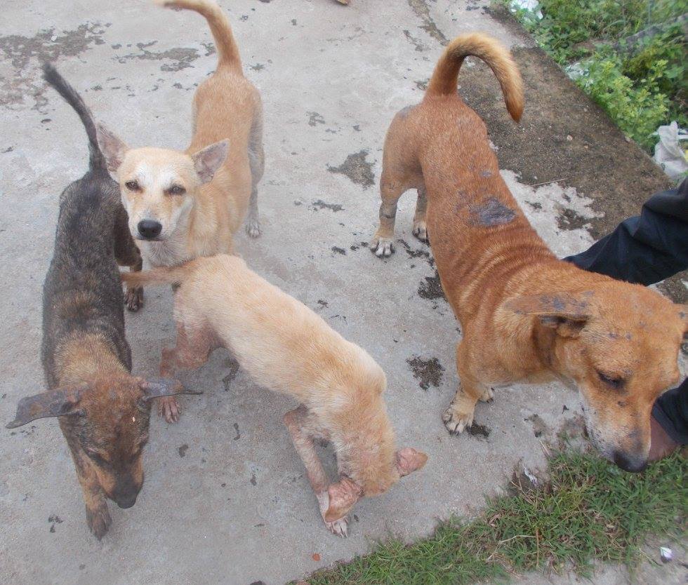 23467099_995475790594023_1670358761873103371_o