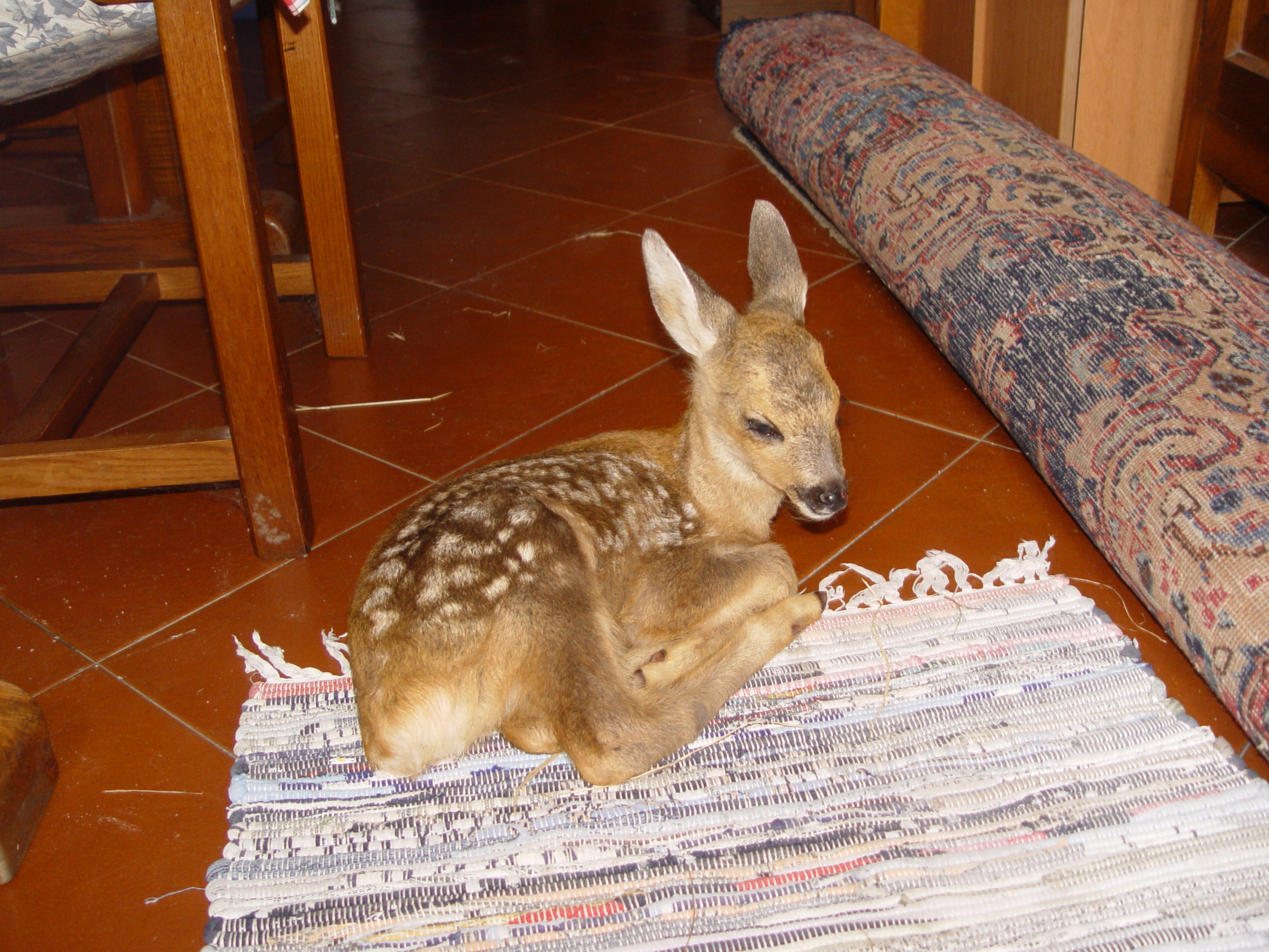 Capriolo_Lola_24.06.12 003