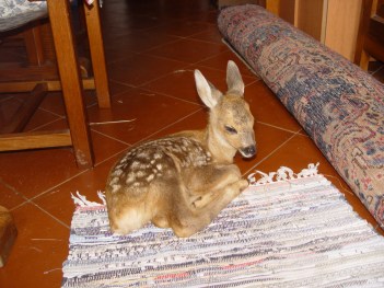 Capriolo_Lola_24.06.12 003