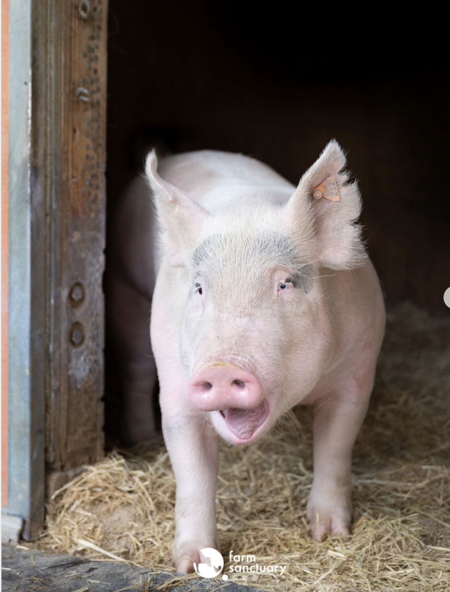 Episode 65: Kindness Is Founding Farm Sanctuary – Anitha Rao-Robinson