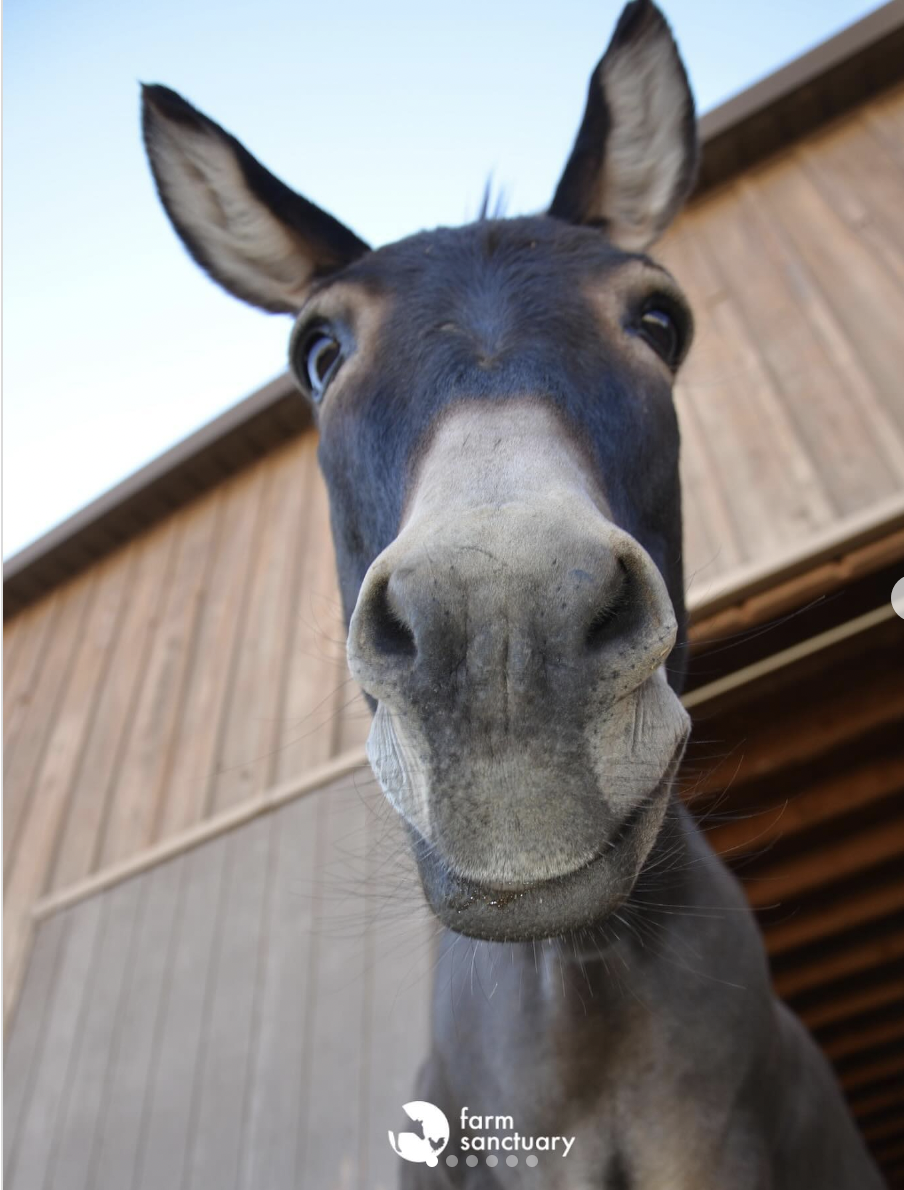 Episode 65: Kindness Is Founding Farm Sanctuary – Anitha Rao-Robinson