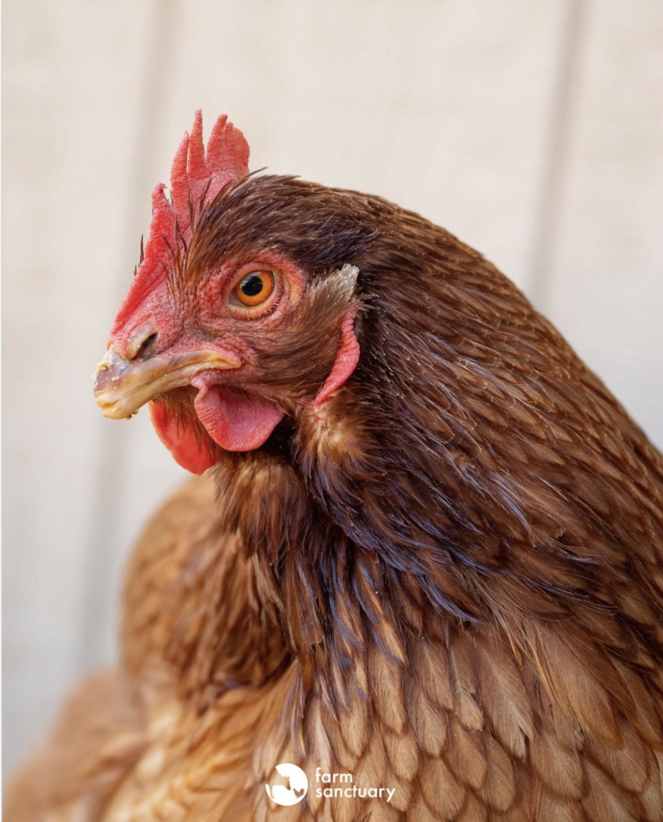 Episode 65: Kindness Is Founding Farm Sanctuary – Anitha Rao-Robinson