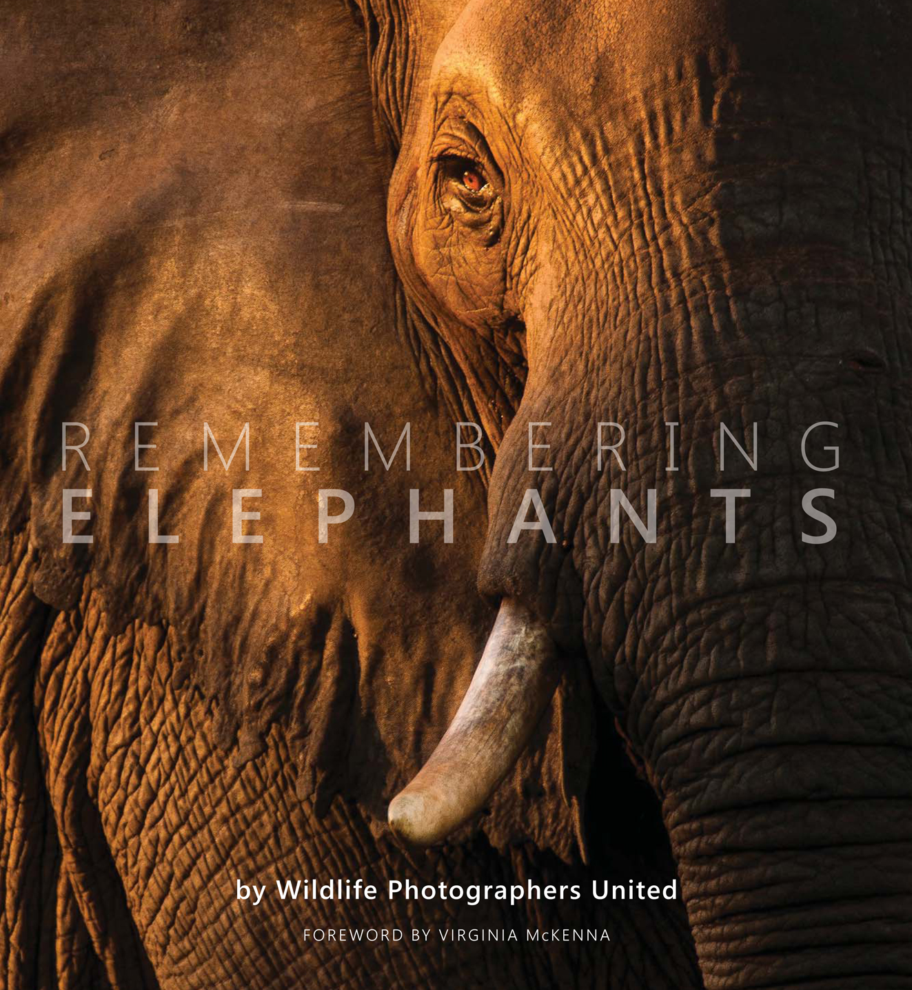 Episode 88: Kindness Is Remembering Wildlife – Anitha Rao-Robinson