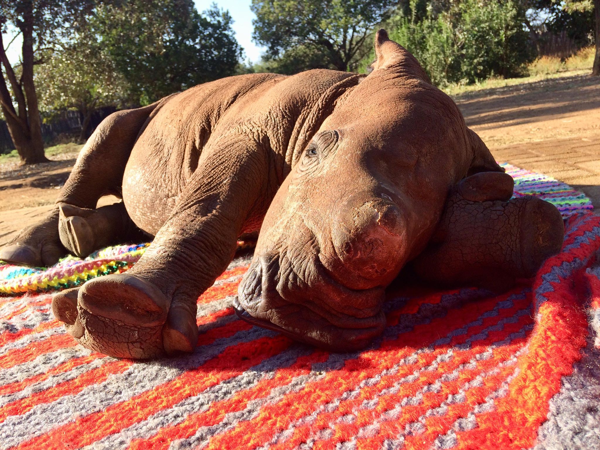 Episode 87: Kindness Is Blankets For Baby Rhinos – Anitha Rao-Robinson