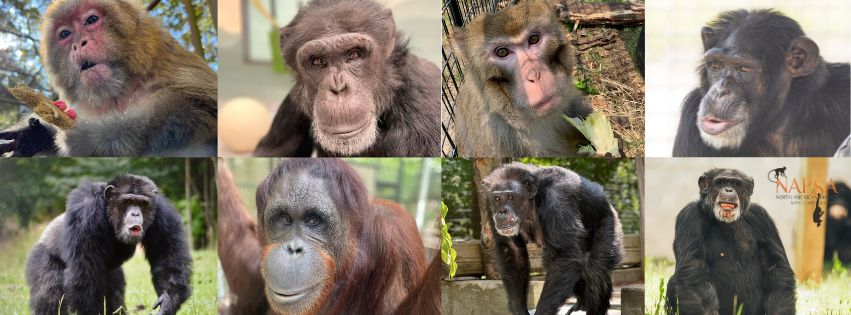 Episode 136:Kindness Is Helping Primates Together—How a group of ...